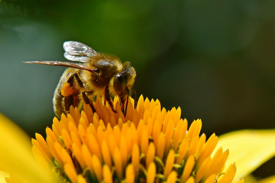 <i class='fa fa-user'></i>&nbsp;Bert Veerman&nbsp;|  Honingbij&nbsp; <i class='fa fa-eye'>&nbsp;48</i> &nbsp; <i class='fa fa-comment-o'>&nbsp;2</i>