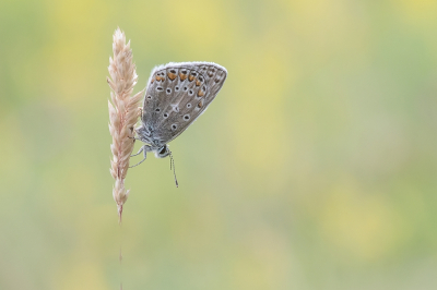 <i class='fa fa-user'></i>&nbsp;Johan van Gurp&nbsp;|  Icarusblauwtje&nbsp; <i class='fa fa-eye'>&nbsp;64</i> &nbsp;<i class='fa fa-thumbs-up'>&nbsp;3</i> &nbsp; <i class='fa fa-comment-o'>&nbsp;1</i>