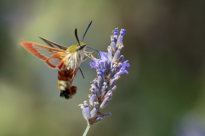 <i class='fa fa-user'></i>&nbsp;Vincent Vuik&nbsp;|  Glasvleugelpijlstaart&nbsp; <i class='fa fa-eye'>&nbsp;179</i> &nbsp;<i class='fa fa-thumbs-up'>&nbsp;16</i> &nbsp; <i class='fa fa-comment-o'>&nbsp;11</i>