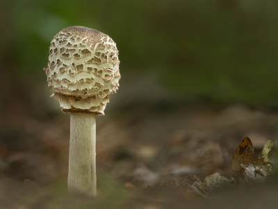 <i class='fa fa-user'></i>&nbsp;Jurgen Maassen&nbsp;|  Grote Parasolzwam&nbsp; <i class='fa fa-eye'>&nbsp;82</i> &nbsp;<i class='fa fa-thumbs-up'>&nbsp;1</i> &nbsp; <i class='fa fa-comment-o'>&nbsp;4</i>