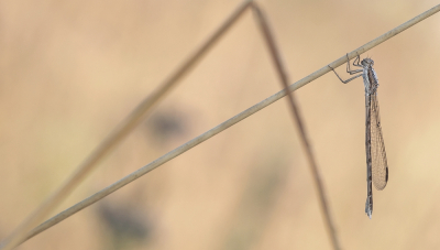 <i class='fa fa-user'></i>&nbsp;Johan van Gurp&nbsp;|  Bruine Winterjuffer&nbsp; <i class='fa fa-eye'>&nbsp;80</i> &nbsp;<i class='fa fa-thumbs-up'>&nbsp;1</i> &nbsp; <i class='fa fa-comment-o'>&nbsp;4</i>