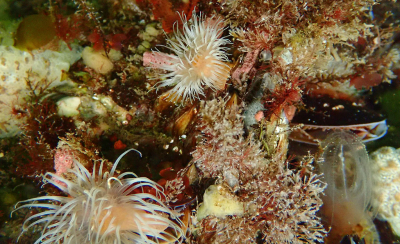 <i class='fa fa-user'></i>&nbsp;A. Soeting&nbsp;|  Onderwaterlandschap&nbsp; <i class='fa fa-eye'>&nbsp;70</i> &nbsp;<i class='fa fa-thumbs-up'>&nbsp;3</i> &nbsp; <i class='fa fa-comment-o'>&nbsp;3</i>