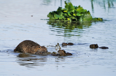 <i class='fa fa-user'></i>&nbsp;Ties Niehof&nbsp;|  Beverrat&nbsp; <i class='fa fa-eye'>&nbsp;137</i> &nbsp; <i class='fa fa-comment-o'>&nbsp;4</i>