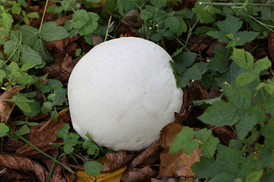 <i class='fa fa-user'></i>&nbsp;Paul Vandebroek&nbsp;|  Reuzenbovist&nbsp; <i class='fa fa-eye'>&nbsp;68</i> &nbsp; <i class='fa fa-comment-o'>&nbsp;4</i>