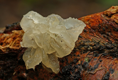 <i class='fa fa-user'></i>&nbsp;Cor&nbsp;|  Kristalwitte Gele Trilzwam&nbsp; <i class='fa fa-eye'>&nbsp;74</i> &nbsp;<i class='fa fa-thumbs-up'>&nbsp;3</i> &nbsp; <i class='fa fa-comment-o'>&nbsp;10</i>