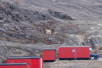 <i class='fa fa-user'></i>&nbsp;Arjen Drost&nbsp;|  IJsbeer&nbsp; <i class='fa fa-eye'>&nbsp;139</i> &nbsp; <i class='fa fa-comment-o'>&nbsp;4</i>