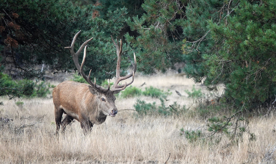 <i class='fa fa-user'></i>&nbsp;nelappelmelk&nbsp;|  Edelhert&nbsp; <i class='fa fa-eye'>&nbsp;116</i> &nbsp;<i class='fa fa-thumbs-up'>&nbsp;3</i> &nbsp; <i class='fa fa-comment-o'>&nbsp;3</i>