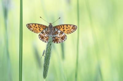 <i class='fa fa-user'></i>&nbsp;Johan van Gurp&nbsp;|  Zilveren Maan&nbsp; <i class='fa fa-eye'>&nbsp;94</i> &nbsp; <i class='fa fa-comment-o'>&nbsp;7</i>