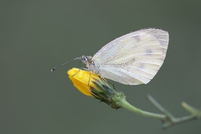 <i class='fa fa-user'></i>&nbsp;Paul Vandebroek&nbsp;|  Klein Koolwitje&nbsp; <i class='fa fa-eye'>&nbsp;57</i> &nbsp;<i class='fa fa-thumbs-up'>&nbsp;1</i> &nbsp; <i class='fa fa-comment-o'>&nbsp;2</i>