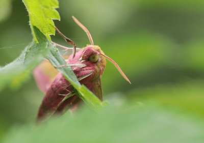 <i class='fa fa-user'></i>&nbsp;rixte&nbsp;|  Groot Avondrood&nbsp; <i class='fa fa-eye'>&nbsp;78</i> &nbsp;<i class='fa fa-thumbs-up'>&nbsp;2</i> &nbsp; <i class='fa fa-comment-o'>&nbsp;2</i>