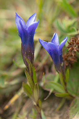 <i class='fa fa-user'></i>&nbsp;Willem Verhagen&nbsp;|  Franjegentiaan&nbsp; <i class='fa fa-eye'>&nbsp;53</i> &nbsp; <i class='fa fa-comment-o'>&nbsp;0</i>