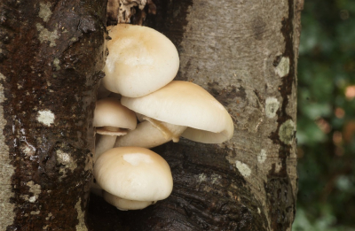 <i class='fa fa-user'></i>&nbsp;Jelle Bakker&nbsp;|  Populierleemhoed&nbsp; <i class='fa fa-eye'>&nbsp;57</i> &nbsp; <i class='fa fa-comment-o'>&nbsp;2</i>