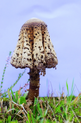 tijdens fietstochtje zag ik deze parasolzwammen staan in een weiland
 er stonden er veel, maar vondt deze toch wat hebben ,een in staat van ontbinding
 en noem het maar vergangkelijkheid! en plat op de buik foto genomen