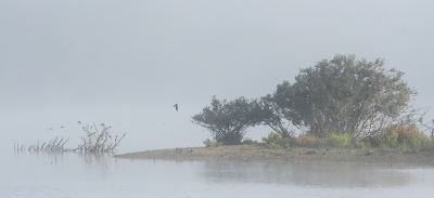 <i class='fa fa-user'></i>&nbsp;Eef Kieft&nbsp;|  Nevelig duinmeer met boerenzwaluwen&nbsp; <i class='fa fa-eye'>&nbsp;90</i> &nbsp;<i class='fa fa-thumbs-up'>&nbsp;1</i> &nbsp; <i class='fa fa-comment-o'>&nbsp;3</i>