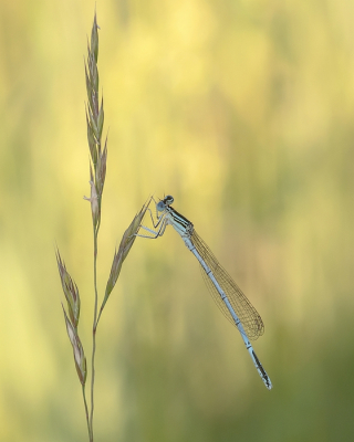 <i class='fa fa-user'></i>&nbsp;Johan van Gurp&nbsp;|  Blauwe Breedscheenjuffer&nbsp; <i class='fa fa-eye'>&nbsp;63</i> &nbsp;<i class='fa fa-thumbs-up'>&nbsp;4</i> &nbsp; <i class='fa fa-comment-o'>&nbsp;1</i>