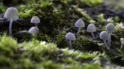 <i class='fa fa-user'></i>&nbsp;Martin Verbeeten&nbsp;|  Blauwgrijze Schorsmycena&nbsp; <i class='fa fa-eye'>&nbsp;59</i> &nbsp; <i class='fa fa-comment-o'>&nbsp;1</i>