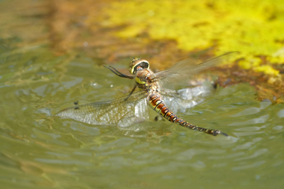 <i class='fa fa-user'></i>&nbsp;David Ruijs&nbsp;|  Paardenbijter&nbsp; <i class='fa fa-eye'>&nbsp;80</i> &nbsp;<i class='fa fa-thumbs-up'>&nbsp;1</i> &nbsp; <i class='fa fa-comment-o'>&nbsp;0</i>