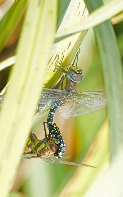 <i class='fa fa-user'></i>&nbsp;David Ruijs&nbsp;|  Paardenbijter&nbsp; <i class='fa fa-eye'>&nbsp;64</i> &nbsp;<i class='fa fa-thumbs-up'>&nbsp;1</i> &nbsp; <i class='fa fa-comment-o'>&nbsp;0</i>