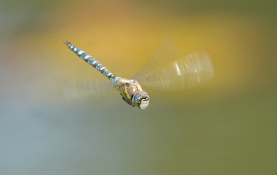 <i class='fa fa-user'></i>&nbsp;David Ruijs&nbsp;|  Paardenbijter&nbsp; <i class='fa fa-eye'>&nbsp;73</i> &nbsp;<i class='fa fa-thumbs-up'>&nbsp;1</i> &nbsp; <i class='fa fa-comment-o'>&nbsp;3</i>