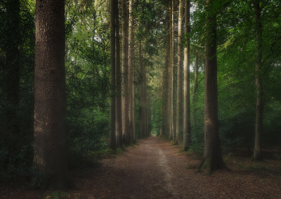 <i class='fa fa-user'></i>&nbsp;Jurgen Maassen&nbsp;|  Dennenlaan in het Kerperbos&nbsp; <i class='fa fa-eye'>&nbsp;90</i> &nbsp;<i class='fa fa-thumbs-up'>&nbsp;2</i> &nbsp; <i class='fa fa-comment-o'>&nbsp;2</i>