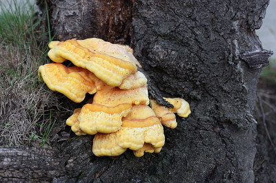 <i class='fa fa-user'></i>&nbsp;Paul Vandebroek&nbsp;|  Zwavelzwam&nbsp; <i class='fa fa-eye'>&nbsp;51</i> &nbsp;<i class='fa fa-thumbs-up'>&nbsp;1</i> &nbsp; <i class='fa fa-comment-o'>&nbsp;1</i>