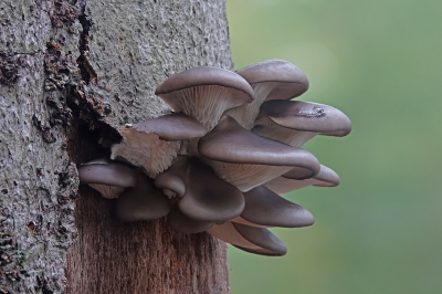 <i class='fa fa-user'></i>&nbsp;nelappelmelk&nbsp;|  Gewone Oesterzwam&nbsp; <i class='fa fa-eye'>&nbsp;95</i> &nbsp; <i class='fa fa-comment-o'>&nbsp;4</i>