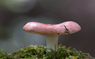 <i class='fa fa-user'></i>&nbsp;Ties Niehof&nbsp;|  Geelvlekkende Russula&nbsp; <i class='fa fa-eye'>&nbsp;57</i> &nbsp; <i class='fa fa-comment-o'>&nbsp;1</i>