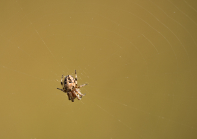 <i class='fa fa-user'></i>&nbsp;Truus Aletta Maan&nbsp;|  Rietkruisspin&nbsp; <i class='fa fa-eye'>&nbsp;50</i> &nbsp;<i class='fa fa-thumbs-up'>&nbsp;1</i> &nbsp; <i class='fa fa-comment-o'>&nbsp;1</i>