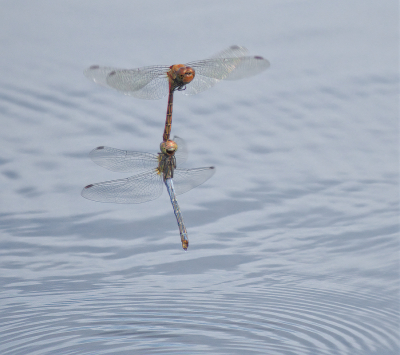 <i class='fa fa-user'></i>&nbsp;janvangastel&nbsp;|  Bruinrode Heidelibel&nbsp; <i class='fa fa-eye'>&nbsp;79</i> &nbsp;<i class='fa fa-thumbs-up'>&nbsp;1</i> &nbsp; <i class='fa fa-comment-o'>&nbsp;5</i>