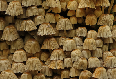 <i class='fa fa-user'></i>&nbsp;Cor&nbsp;|  Zwerminktzwam&nbsp; <i class='fa fa-eye'>&nbsp;135</i> &nbsp;<i class='fa fa-thumbs-up'>&nbsp;15</i> &nbsp; <i class='fa fa-comment-o'>&nbsp;14</i>