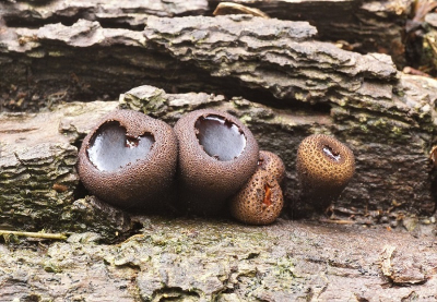 <i class='fa fa-user'></i>&nbsp;Jelle Bakker&nbsp;|  Zwarte Knoopzwam&nbsp; <i class='fa fa-eye'>&nbsp;55</i> &nbsp; <i class='fa fa-comment-o'>&nbsp;1</i>