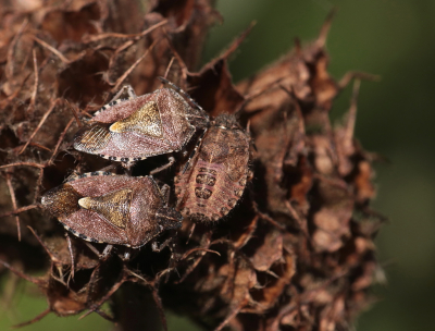 <i class='fa fa-user'></i>&nbsp;rixte&nbsp;|  Bessenschildwants&nbsp; <i class='fa fa-eye'>&nbsp;54</i> &nbsp; <i class='fa fa-comment-o'>&nbsp;2</i>