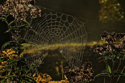 <i class='fa fa-user'></i>&nbsp;hesterb&nbsp;|  Spinrag&nbsp; <i class='fa fa-eye'>&nbsp;86</i> &nbsp;<i class='fa fa-thumbs-up'>&nbsp;3</i> &nbsp; <i class='fa fa-comment-o'>&nbsp;6</i>