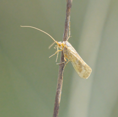 <i class='fa fa-user'></i>&nbsp;janvangastel&nbsp;|  Limnephilus flavicornis&nbsp; <i class='fa fa-eye'>&nbsp;53</i> &nbsp; <i class='fa fa-comment-o'>&nbsp;1</i>