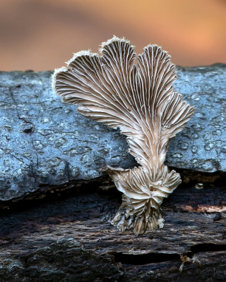 <i class='fa fa-user'></i>&nbsp;Johan van Gurp&nbsp;|  Waaiertje&nbsp; <i class='fa fa-eye'>&nbsp;69</i> &nbsp; <i class='fa fa-comment-o'>&nbsp;2</i>