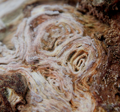 <i class='fa fa-user'></i>&nbsp;Thyrza&nbsp;|  Rijp op hout&nbsp; <i class='fa fa-eye'>&nbsp;65</i> &nbsp; <i class='fa fa-comment-o'>&nbsp;4</i>