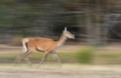 <i class='fa fa-user'></i>&nbsp;Eric Gibcus&nbsp;|  Edelhert&nbsp; <i class='fa fa-eye'>&nbsp;97</i> &nbsp;<i class='fa fa-thumbs-up'>&nbsp;1</i> &nbsp; <i class='fa fa-comment-o'>&nbsp;1</i>