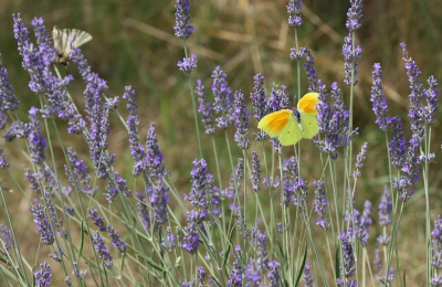 <i class='fa fa-user'></i>&nbsp;Mark de Bruijn&nbsp;|  Cleopatra&nbsp; <i class='fa fa-eye'>&nbsp;140</i> &nbsp;<i class='fa fa-thumbs-up'>&nbsp;8</i> &nbsp; <i class='fa fa-comment-o'>&nbsp;3</i>