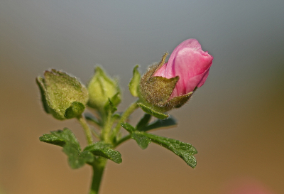 <i class='fa fa-user'></i>&nbsp;Cor&nbsp;|  Muskuskaasjeskruid&nbsp; <i class='fa fa-eye'>&nbsp;53</i> &nbsp;<i class='fa fa-thumbs-up'>&nbsp;3</i> &nbsp; <i class='fa fa-comment-o'>&nbsp;4</i>