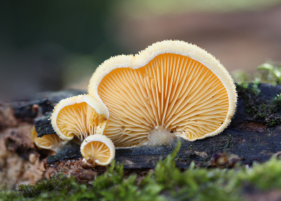 <i class='fa fa-user'></i>&nbsp;Paul Vandebroek&nbsp;|  Oranje Oesterzwam&nbsp; <i class='fa fa-eye'>&nbsp;73</i> &nbsp;<i class='fa fa-thumbs-up'>&nbsp;4</i> &nbsp; <i class='fa fa-comment-o'>&nbsp;6</i>