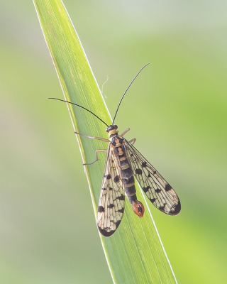 <i class='fa fa-user'></i>&nbsp;Johan van Gurp&nbsp;|  Duitse Schorpioenvlieg&nbsp; <i class='fa fa-eye'>&nbsp;53</i> &nbsp;<i class='fa fa-thumbs-up'>&nbsp;2</i> &nbsp; <i class='fa fa-comment-o'>&nbsp;2</i>