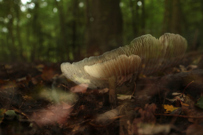 <i class='fa fa-user'></i>&nbsp;Meindert&nbsp;|  Breedplaatstreephoed&nbsp; <i class='fa fa-eye'>&nbsp;73</i> &nbsp; <i class='fa fa-comment-o'>&nbsp;1</i>