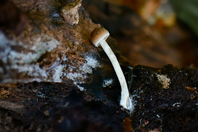 <i class='fa fa-user'></i>&nbsp;Bert Veerman&nbsp;|  Wollige Franjehoed&nbsp; <i class='fa fa-eye'>&nbsp;55</i> &nbsp;<i class='fa fa-thumbs-up'>&nbsp;1</i> &nbsp; <i class='fa fa-comment-o'>&nbsp;0</i>