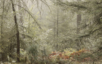 <i class='fa fa-user'></i>&nbsp;Jan Paul Kraaij&nbsp;|  Chaos in het naaldbos&nbsp; <i class='fa fa-eye'>&nbsp;102</i> &nbsp;<i class='fa fa-thumbs-up'>&nbsp;1</i> &nbsp; <i class='fa fa-comment-o'>&nbsp;5</i>