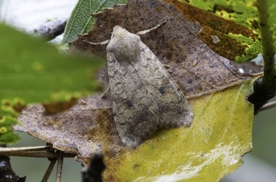 <i class='fa fa-user'></i>&nbsp;Martin Verbeeten&nbsp;|  Bruine Herfstuil&nbsp; <i class='fa fa-eye'>&nbsp;53</i> &nbsp;<i class='fa fa-thumbs-up'>&nbsp;1</i> &nbsp; <i class='fa fa-comment-o'>&nbsp;0</i>