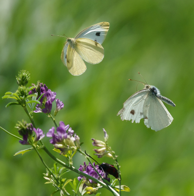 <i class='fa fa-user'></i>&nbsp;Jurgen Maassen&nbsp;|  Scheefbloemwitje&nbsp; <i class='fa fa-eye'>&nbsp;107</i> &nbsp;<i class='fa fa-thumbs-up'>&nbsp;6</i> &nbsp; <i class='fa fa-comment-o'>&nbsp;3</i>