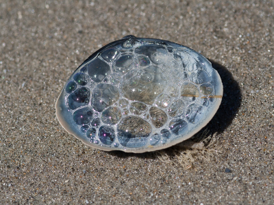 <i class='fa fa-user'></i>&nbsp;susan meijnders&nbsp;|  Zeebubbels&nbsp; <i class='fa fa-eye'>&nbsp;76</i> &nbsp;<i class='fa fa-thumbs-up'>&nbsp;1</i> &nbsp; <i class='fa fa-comment-o'>&nbsp;3</i>