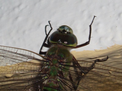 Deze libelle zat 's avonds laat onder de brandende buitenlamp. Overdag zagen we ook regelmatig libelles bij de water bassins die gebruikt worden bij de verbouw van bananen.