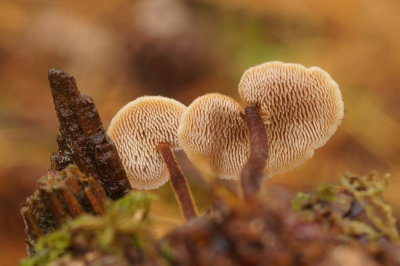 <i class='fa fa-user'></i>&nbsp;Jelle Bakker&nbsp;|  Oorlepelzwam&nbsp; <i class='fa fa-eye'>&nbsp;82</i> &nbsp;<i class='fa fa-thumbs-up'>&nbsp;2</i> &nbsp; <i class='fa fa-comment-o'>&nbsp;2</i>