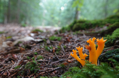 <i class='fa fa-user'></i>&nbsp;nelappelmelk&nbsp;|  Kleverig Koraalzwammetje&nbsp; <i class='fa fa-eye'>&nbsp;94</i> &nbsp;<i class='fa fa-thumbs-up'>&nbsp;2</i> &nbsp; <i class='fa fa-comment-o'>&nbsp;7</i>